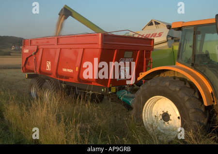 Ernte, Ernte, Burgund, Frankreich. Stockfoto