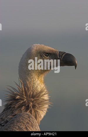 Griffon Vulture abgeschottet Fulvus Kopf- und Nacken- und Schultermassage zeigt Ruff gefangen UK Herbst Stockfoto