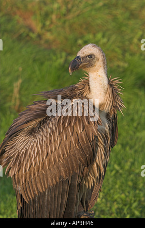 Griffon Vulture abgeschottet Fulvus gefangen UK Herbst Stockfoto