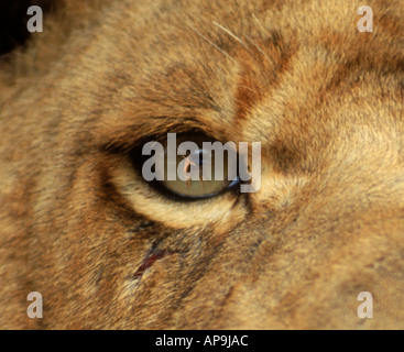 Impala Aepyceros Melampus reflektiert Auge der Löwin Panthera Leo in Simbabwe Stockfoto