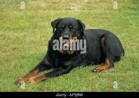 Rottweiler Hund Festlegung dieser Hunde sind dafür bekannt, gefährlich und Wild angreifenden Menschen Kinder werden Stockfoto