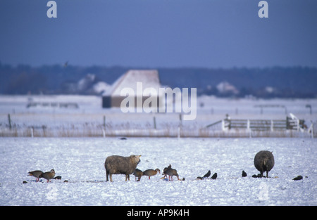 Texel Winter grasender Schafe Stockfoto