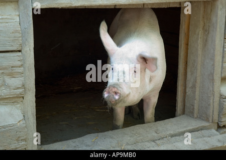 Große fette Sau hängen rund um sein Haus Stockfoto