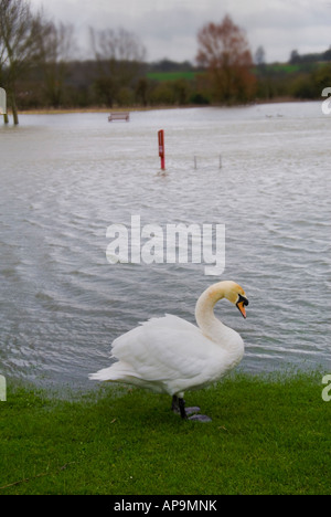 Ein Höckerschwan stand neben einem geschwollen und überfluteten Themse bei Abingdon Oxfordshire Stockfoto