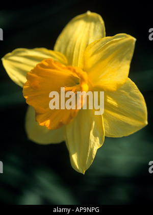 Narzisse Stockfoto