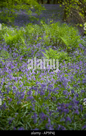 Junge Farne wachsen unter bluebells Teppich der Boden eines Buchenholz mit verhaarten Elementen im Hintergrund Stockfoto