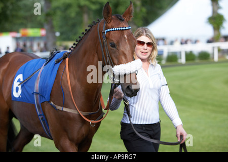 zeigt das Pferd auf der Koppel vor dem Rennen Stockfoto