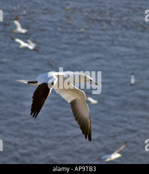 Nördlichen Gannet(s) im Flug über Cape St. Mary's Ecological Reserve, Cape St. Mary's, Neufundland, Atlantik-Kanada. Stockfoto