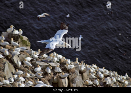 Nördlichen Gannet(s) im Flug über Cape St. Mary's Ecological Reserve, Cape St. Mary's, Neufundland, Atlantik-Kanada. Stockfoto