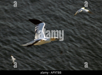 Nördlichen Gannet(s) im Flug über Cape St. Mary's Ecological Reserve, Cape St. Mary's, Neufundland, Atlantik-Kanada. Stockfoto