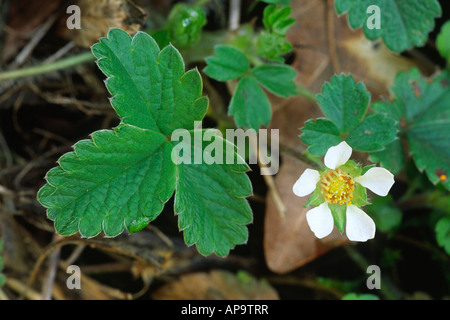 Blüte und Blätter der kargen Erdbeere (Potentilla Sterilis) Shropshire, England. Stockfoto