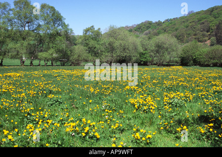 Dotterblumen oder Sumpfdotterblumen (Caltha Palustris) Blüte auf einer Wiese. Powys, Wales, UK. Stockfoto