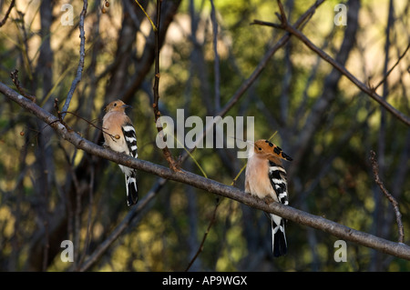 Madagaskar-Wiedehopf, Upupa Marginata Isalo Nationalpark, Madagaskar Stockfoto