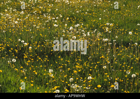 Löwenzahn-Uhren (Taraxacum SP.) und Wiese Hahnenfuß (Ranunculus Acris) Blüte. Im Grünland. Powys, Wales. Stockfoto