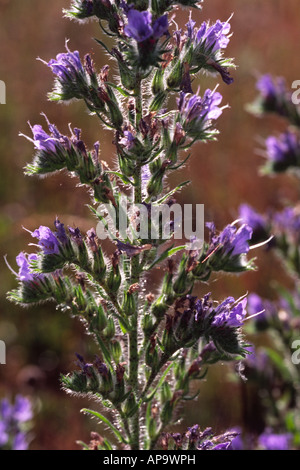 Viper's Bugloss (Echium Vulgare) Blüte. Auf dem Causse de Gramat. Viele Region, Frankreich. Stockfoto