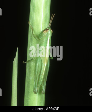 Kurze gehörnten Heuschrecke Oxya Hyla Intricata Nymphe auf Reis-Stamm