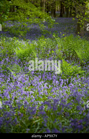 Junge Farne wachsen unter bluebells Teppich der Boden eines Buchenholz mit verhaarten Elementen im Hintergrund Stockfoto