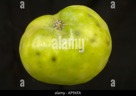 Vollständigen Apfel zeigt Flecken und Obst Knowmn als bitter Pit durch Kalziummangel Lochfraß Stockfoto