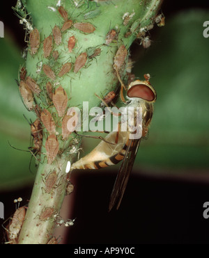 Marmelade-Hoverfly Episyrphus balteatus weiblich legt ihre Eier unter Rosenblattläuse Stockfoto