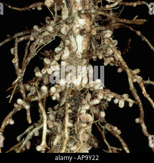 Stickstoff fixieren Wurzelknöllchen erstellt von symbiotischen Bakterien in eine Bohne Wurzel Vicia faba Stockfoto