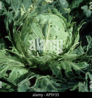 Kleiner weißer Schmetterling Pieris Rapae Raupen auf schwer beschädigten Kohl Brassica oleracea Stockfoto