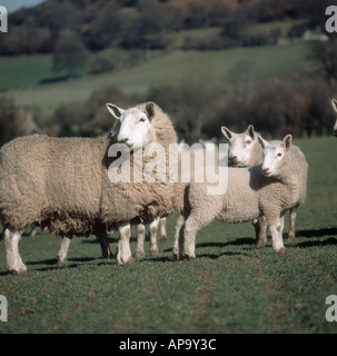 North Country Cheviot Schafe und Lämmer, die ihre Köpfe drehen Stockfoto