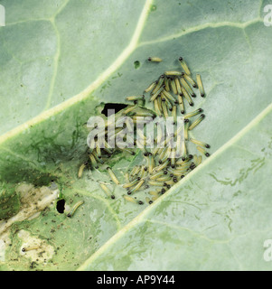 Großer weißer Schmetterling Pieris Brassicae früh instar Larven in Gruppe auf Kohlblatt Stockfoto