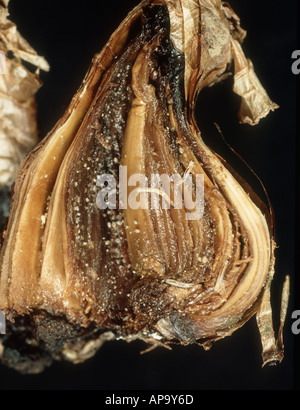 Trauermückenlarven fliegen oder Pilz Mücke Lycoriella Spp Larven mit 2ndry Milbenbefall Narcissus Birne Stockfoto