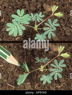 Empfindlichkeit Pflanze zeigen vor und nach der Aktivierung empfindlichen Blättern durch Berührung Stockfoto