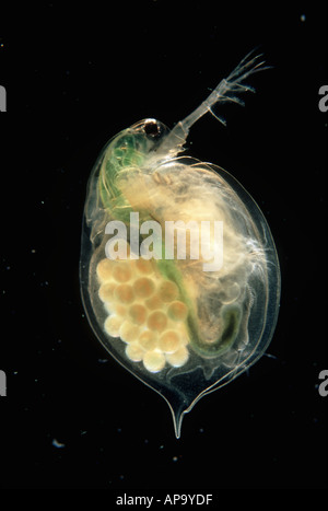 Weibliche trächtigen Wasserfloh Daphnia Magna mit Eiern deutlich sichtbar Stockfoto