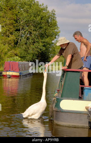 Mann Fütterung Schwan aus schmalen Boot vertäut am Navigation Inn Maesbury Montgomery Kanal Mitte Wales Stockfoto