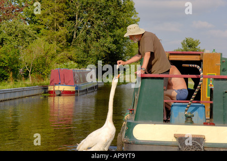 Mann Fütterung Schwan aus schmalen Boot vertäut am Navigation Inn Maesbury Montgomery Kanal Mitte Wales Stockfoto