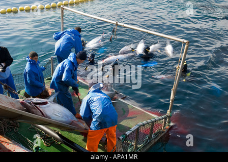 Fang der Blauflossen-Thunfische in Aquakultur Käfigen Cesme Türkei Stockfoto