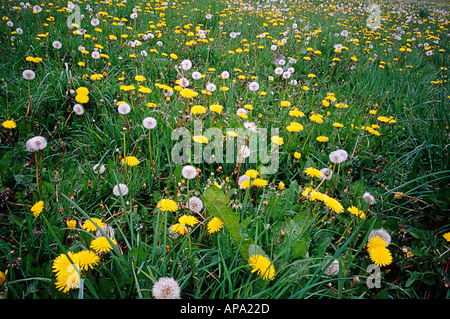 Löwenzahn, Taraxacum officinale Stockfoto