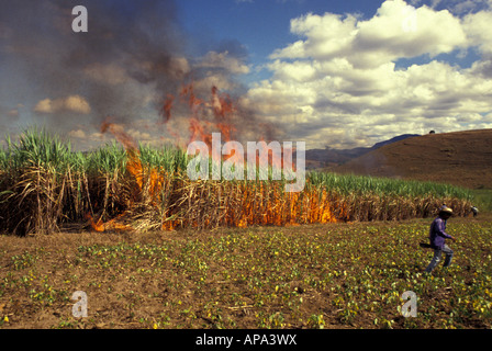 Brennende Zuckerrohr-Plantage vor dem Schneiden Brasilien Stockfoto