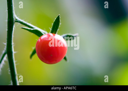 Solanum Lycopersicum. Einzigen Tomate am Rebstock in einem Gewächshaus in einem englischen Garten Stockfoto