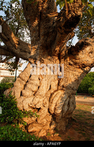 Israel Coastal Plain Ahorn Baum Ficus Sycomorus in Ramat Gan Stockfoto