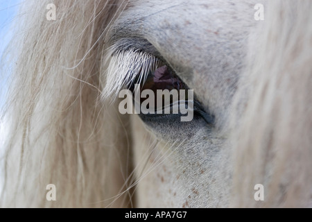 Dartmoor Pony Auge Nahaufnahme Stockfoto