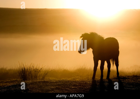 Dartmoor Pony Fohlen im frühen Morgennebel Sonnenaufgang. Dartmoor Nationalpark, Devon, UK Stockfoto