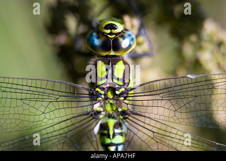 Aeshna Cyanea. Südlichen Hawker Libelle in der englischen Landschaft hautnah Stockfoto