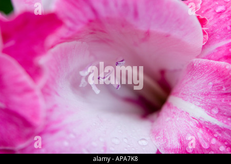 Gladiolen Blume. Gladiolen Blume. Selektiven Fokus Stockfoto