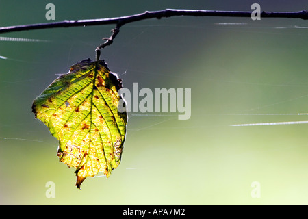 Hazel Baum Blatt im Herbst Sonnenlicht sterben. UK Stockfoto