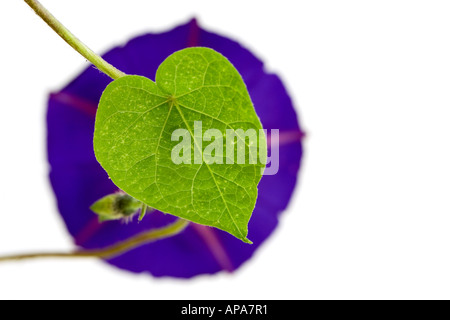 Ipomoea Purpurea. Morning Glory herzförmigen Blatt und Blume vor weißem Hintergrund Stockfoto