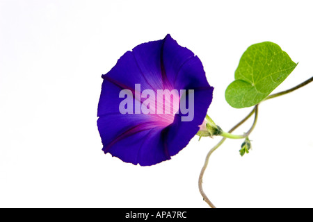 Ipomoea Purpurea. Morning Glory Blume vor weißem Hintergrund Stockfoto