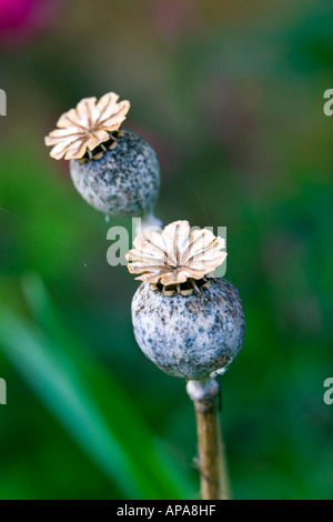 Mohn-Köpfe vor einem dunkelgrünen Hintergrund Stockfoto