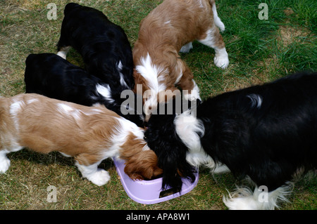 Cavalier King Charles Spaniel Welpen mit Mutter Stockfoto