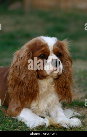 Cavalier King Charles Spaniel Stockfoto