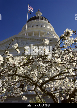 Die California State Capitol Gebäude in Sacramento mit blühenden Baum im Vordergrund Stockfoto