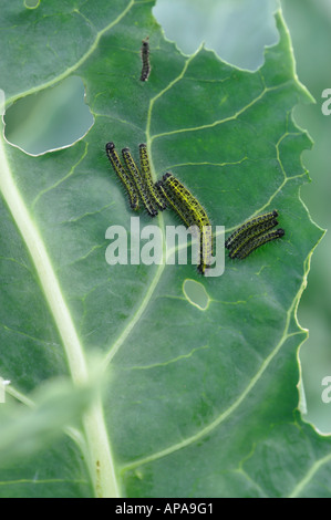 Raupen Pieris Brassicae Larve Kohl weiß Schmetterling auf Blumenkohl Stockfoto