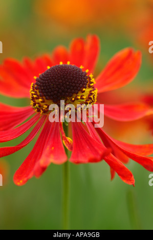 Helenium Moorheim Schönheit Stockfoto